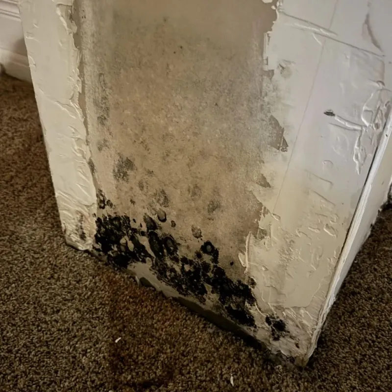 Professional Mold Removal in Soda Bay, CA